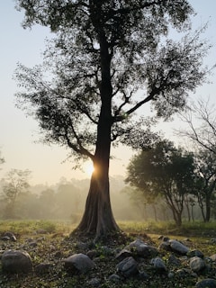 A tranquil landscape with a glowing aura around a tree.
