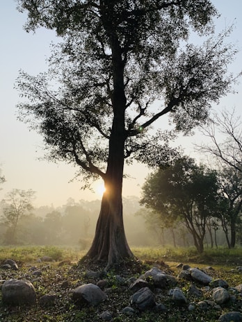 A tranquil landscape with a glowing aura around a tree.