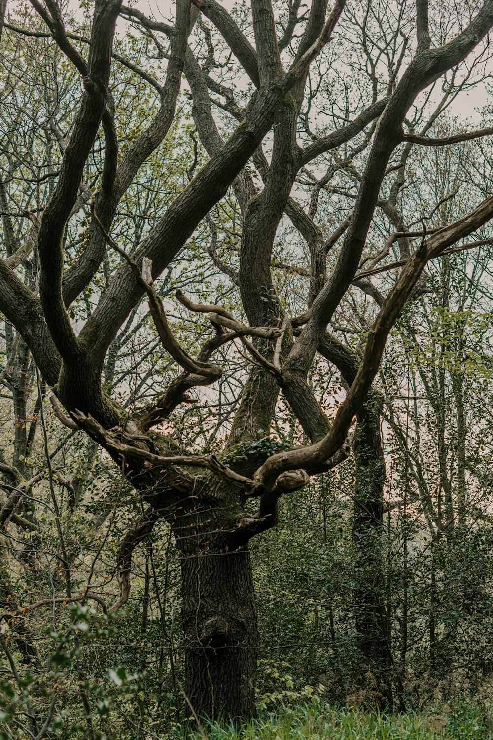 brown tree trunk with green leaves