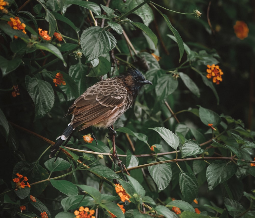 black and brown bird on green plant