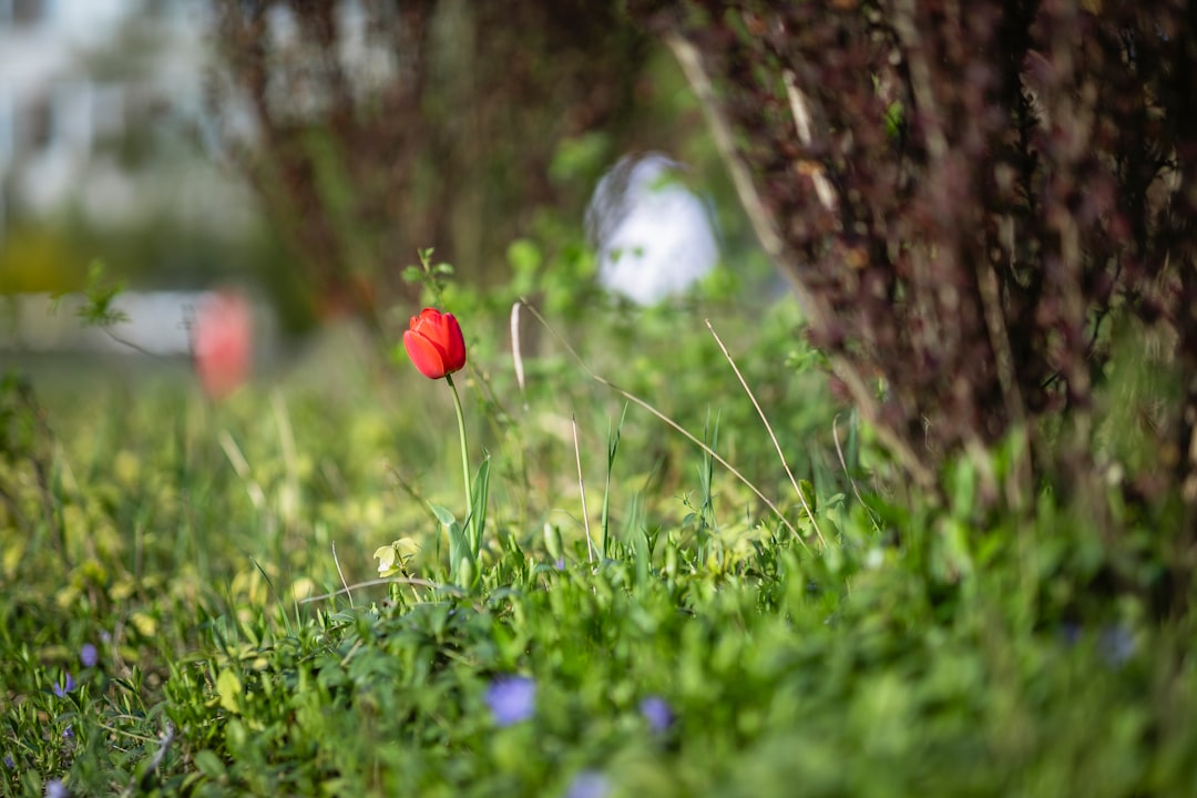 red flower on green grass field during daytime