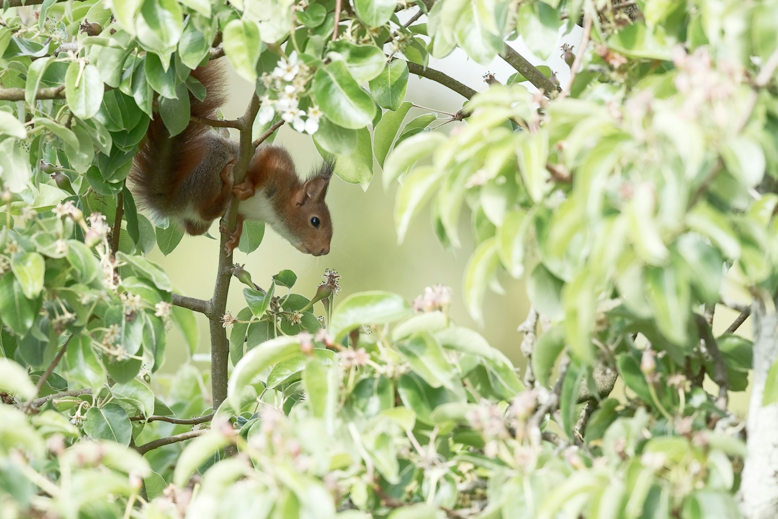 Canon EF 400mm F2.8L IS II USM sample photo. Brown squirrel on green photography
