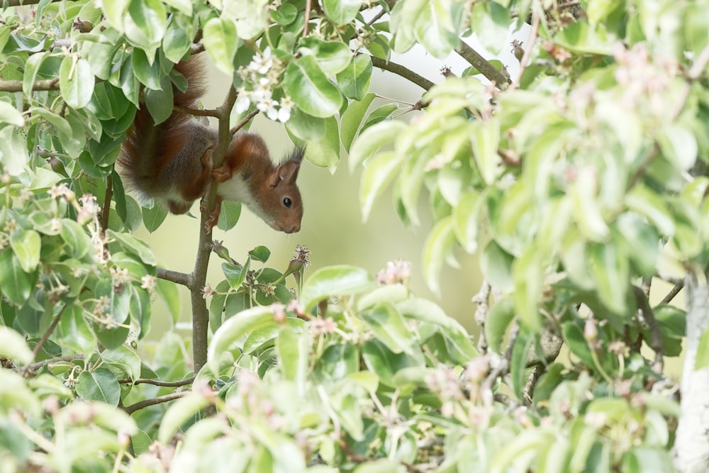 brown squirrel on green tree during daytime