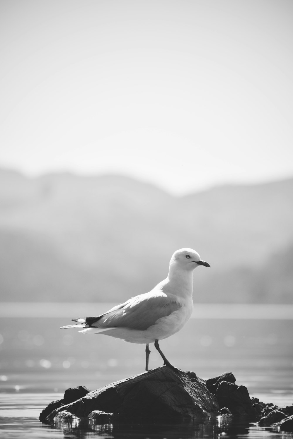 white and black bird on black rock