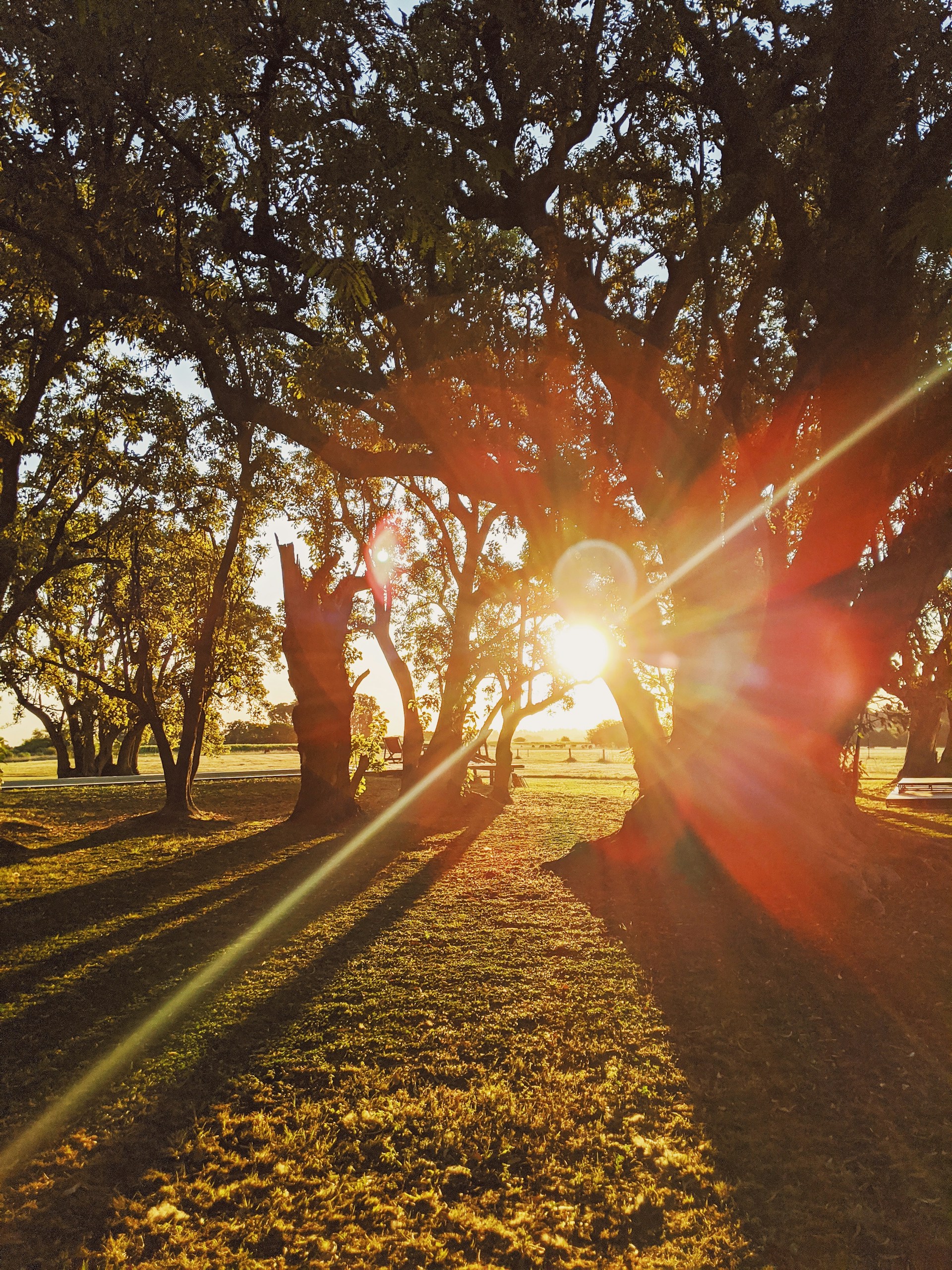 silhouette of person standing near trees during sunset