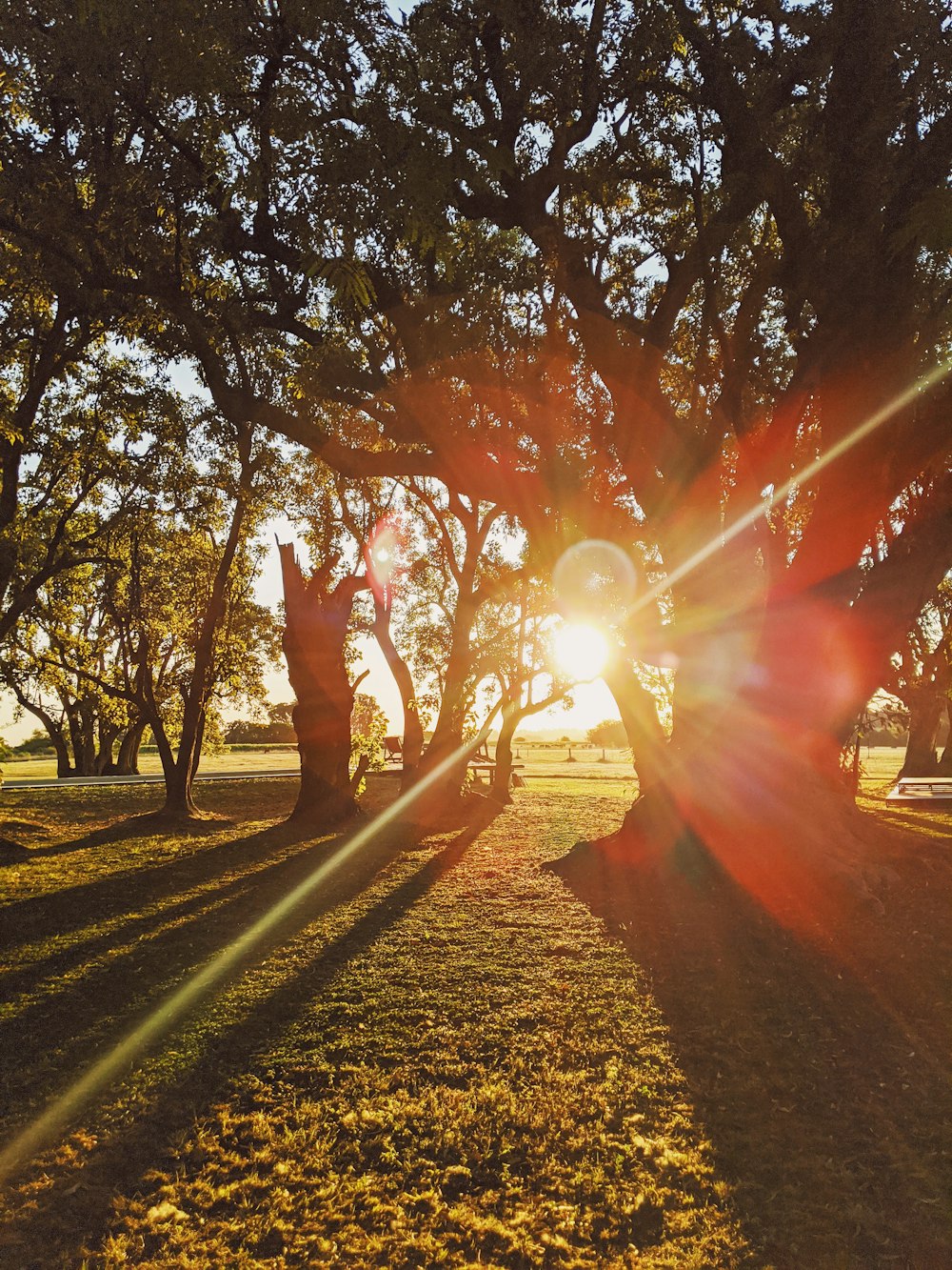 silhouette of person standing near trees during sunset