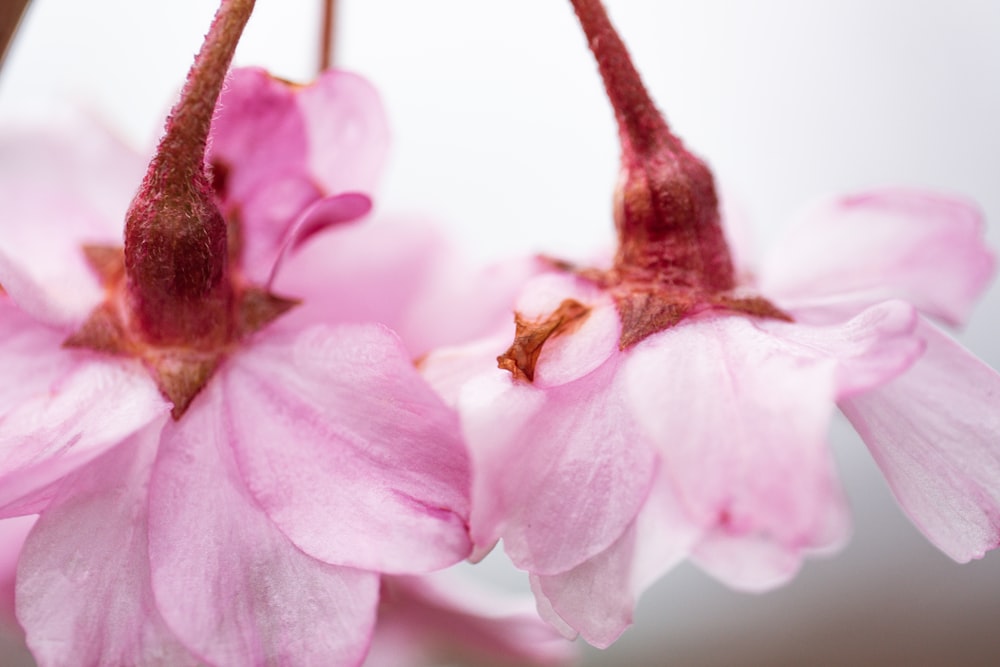 pink and white flower in macro shot