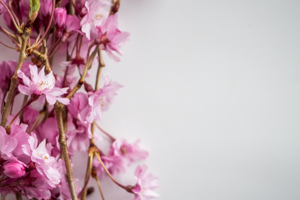 pink flowers in tilt shift lens