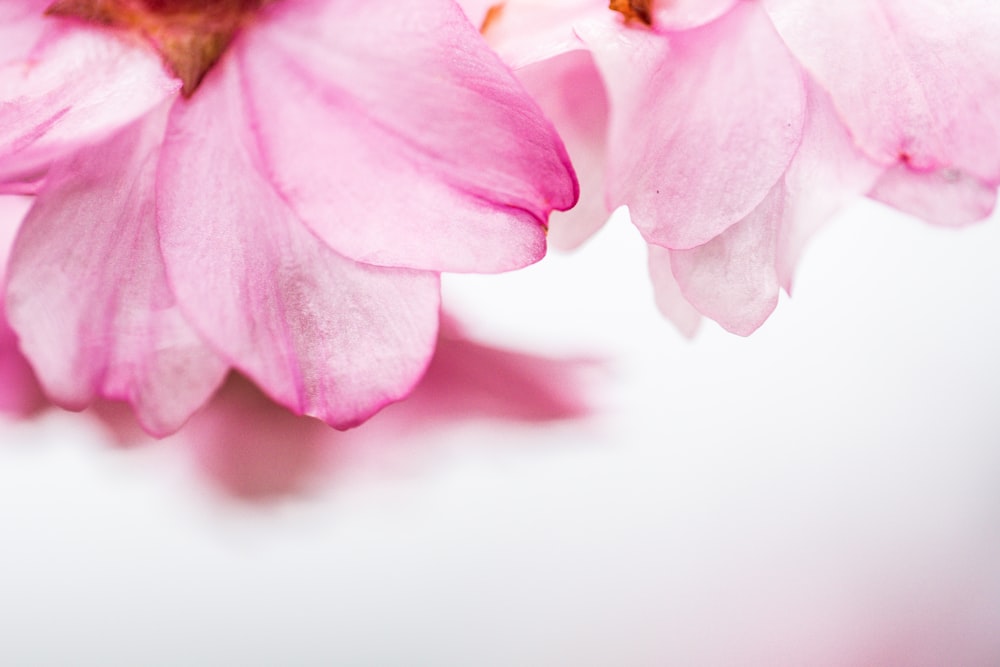 pink rose in close up photography