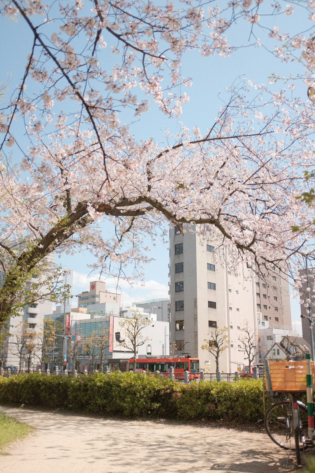 white cherry blossom tree near white concrete building during daytime