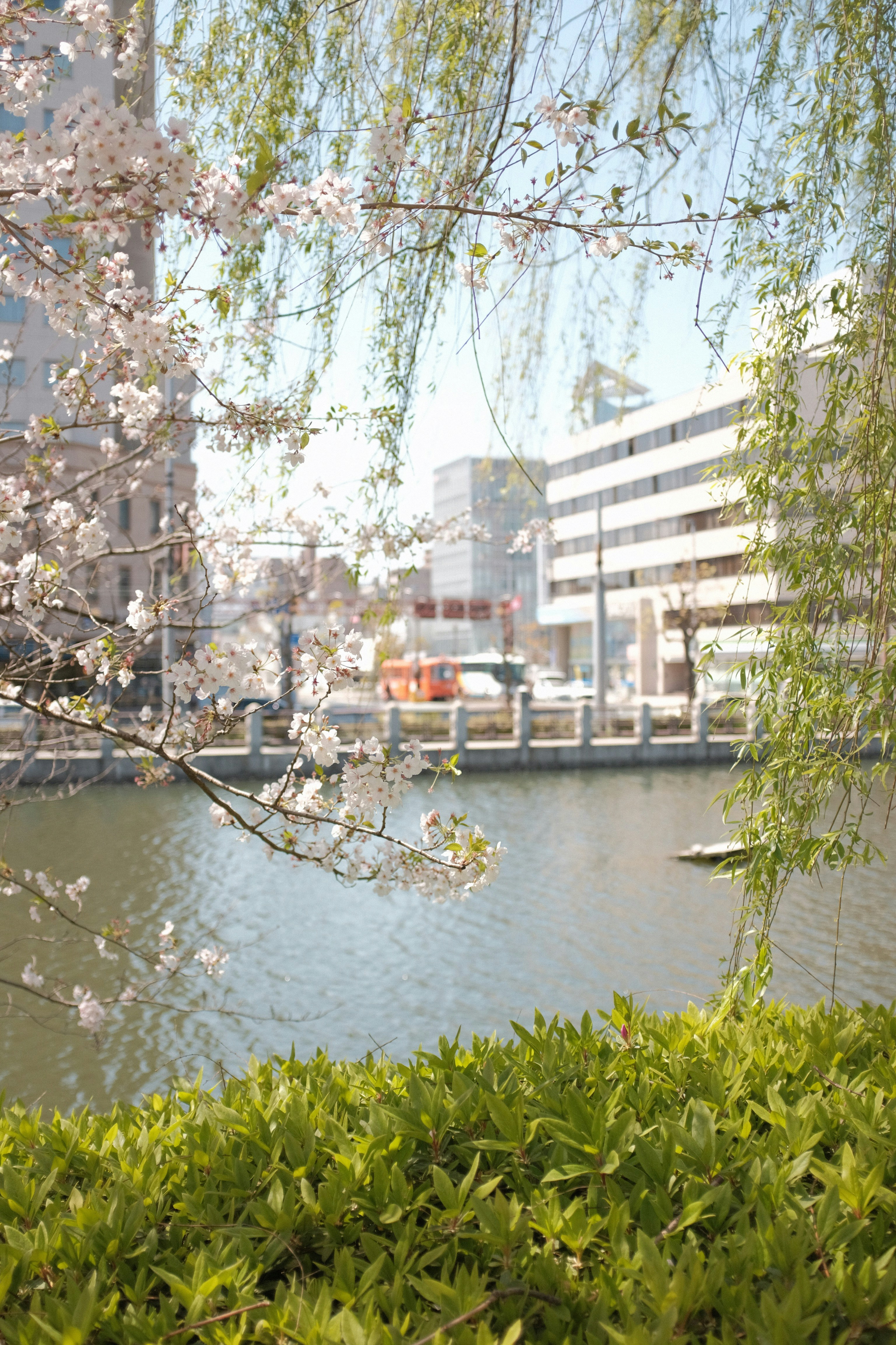 green plant near body of water during daytime
