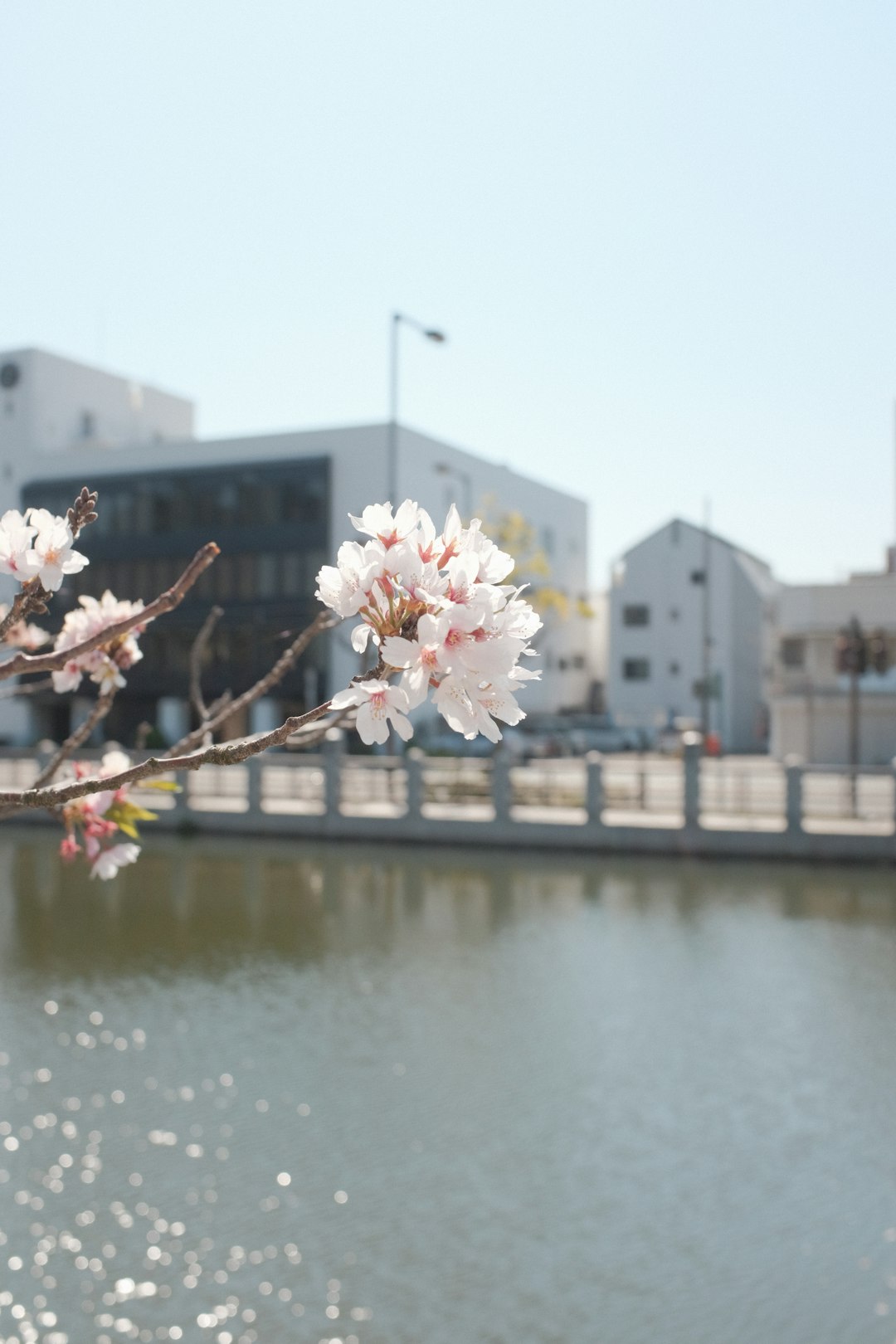 white cherry blossom near body of water during daytime