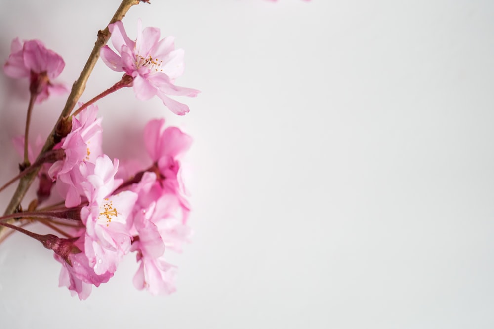 pink cherry blossom in close up photography