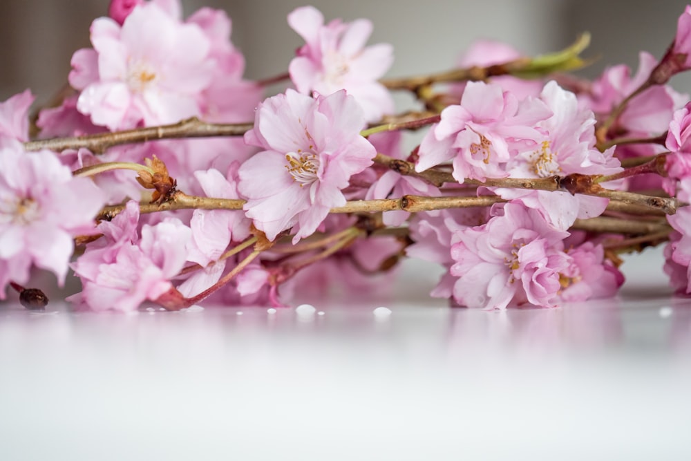 pink and white flowers on brown branch