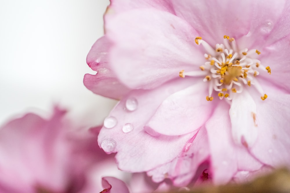 Rosa Blume in Makroaufnahme