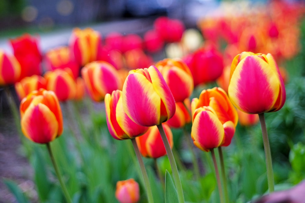 red and yellow tulips in bloom during daytime