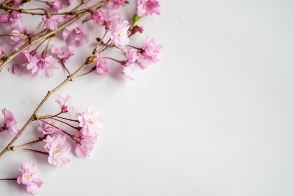 pink cherry blossom in close up photography