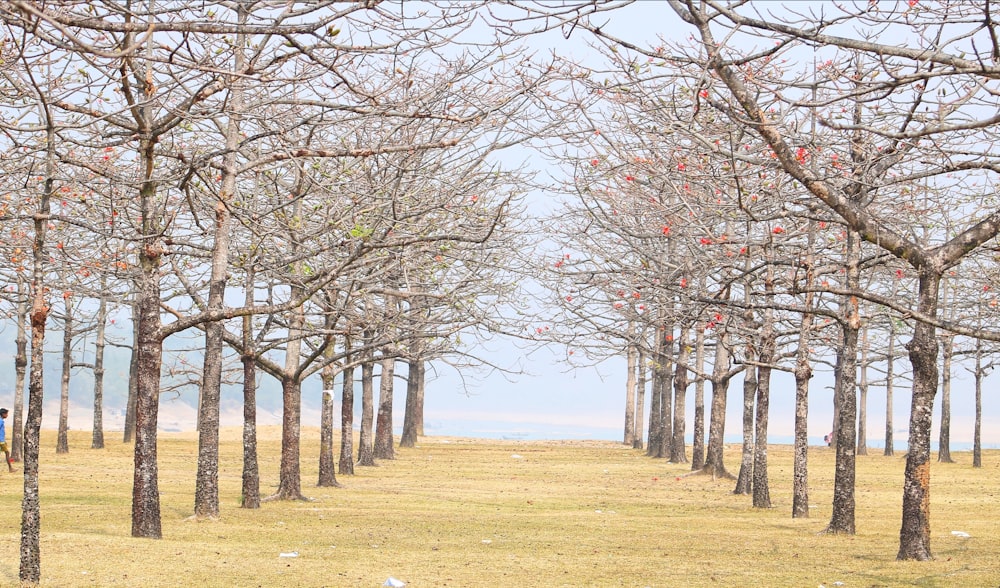 leafless trees on brown grass field during daytime