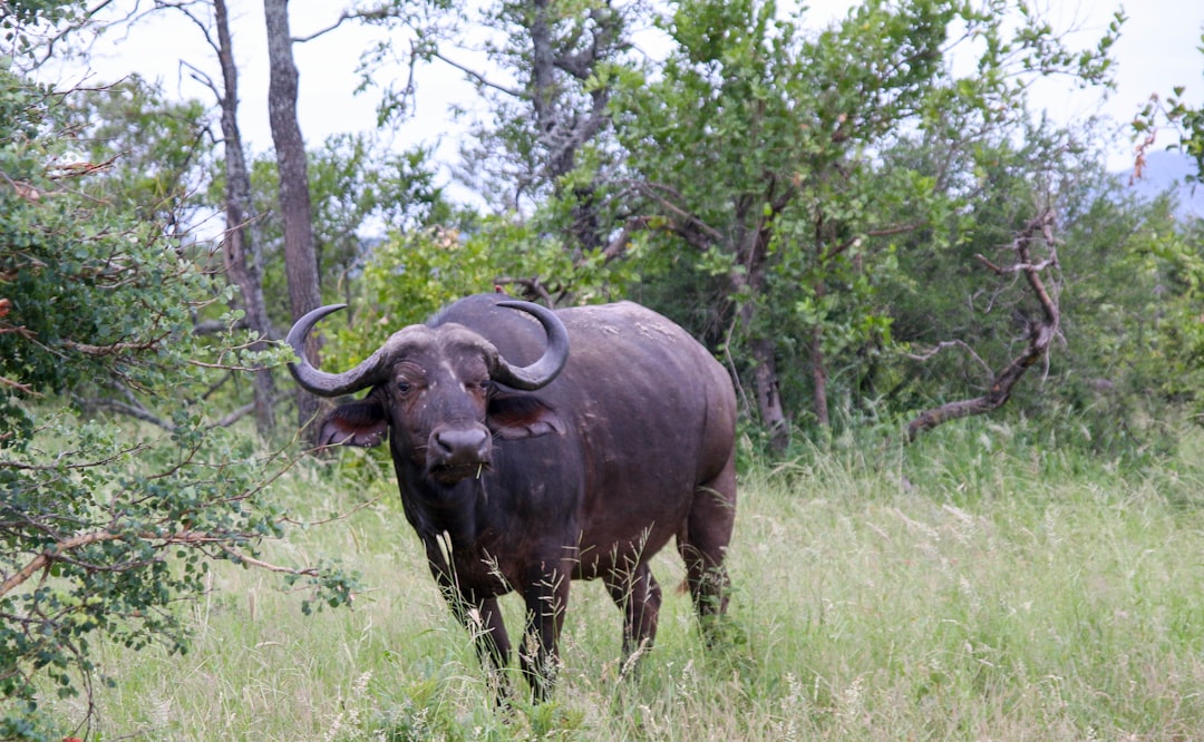 black water buffalo on green grass field during daytime