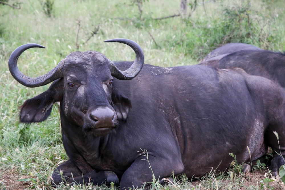 black water buffalo on green grass field during daytime