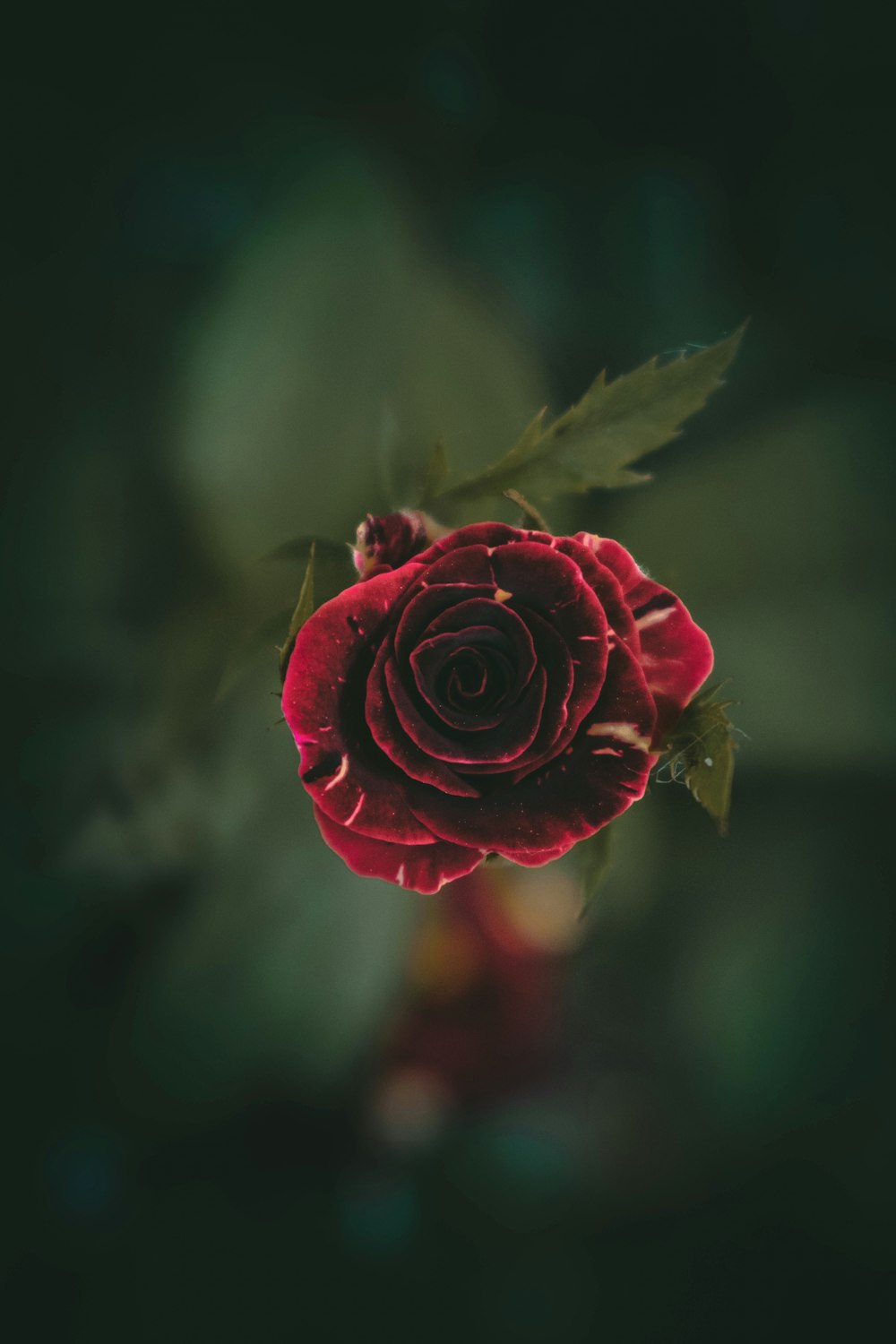 red rose in bloom during daytime