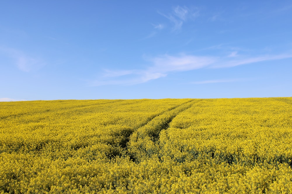 green grass field under blue sky during daytime