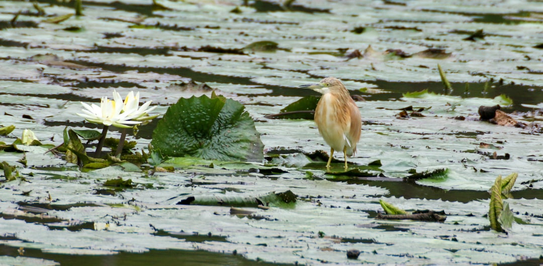 brown bird on water with green leaves during daytime