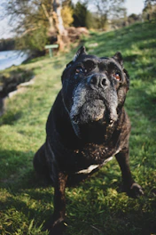 black short coat medium dog on green grass field during daytime