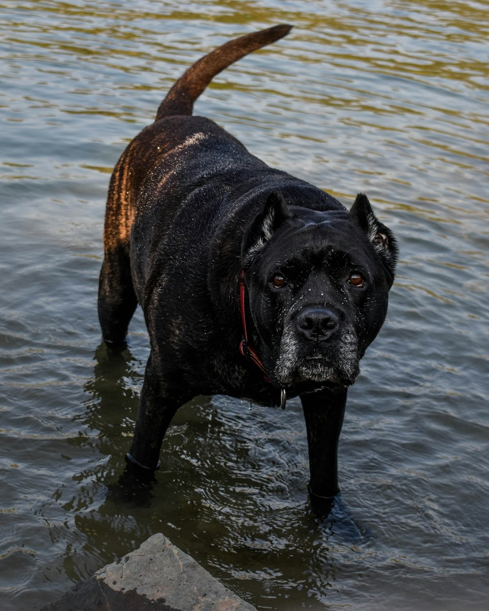 cane di grossa taglia a pelo corto nero che corre sull'acqua durante il giorno