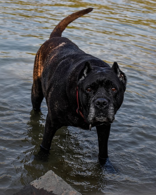 black short coat large dog running on water during daytime in Maribor Slovenia