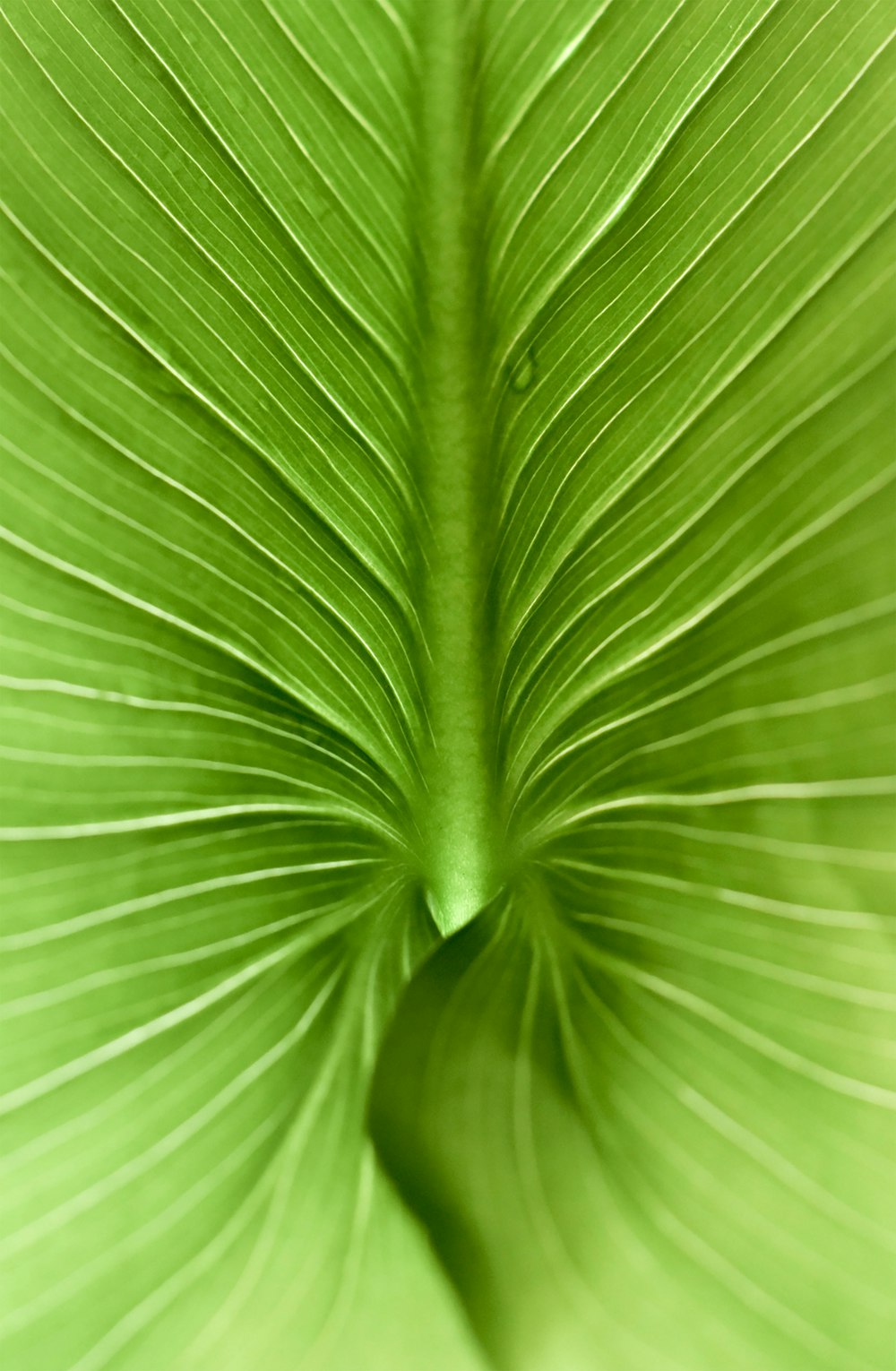 Fotografia macro di foglia verde