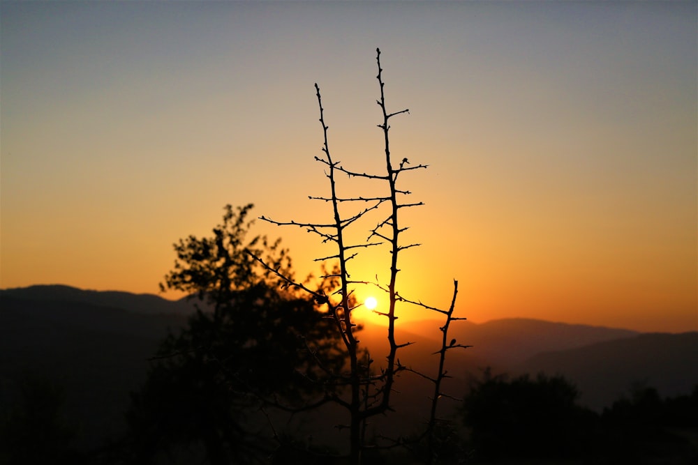 silhouette of plants during sunset