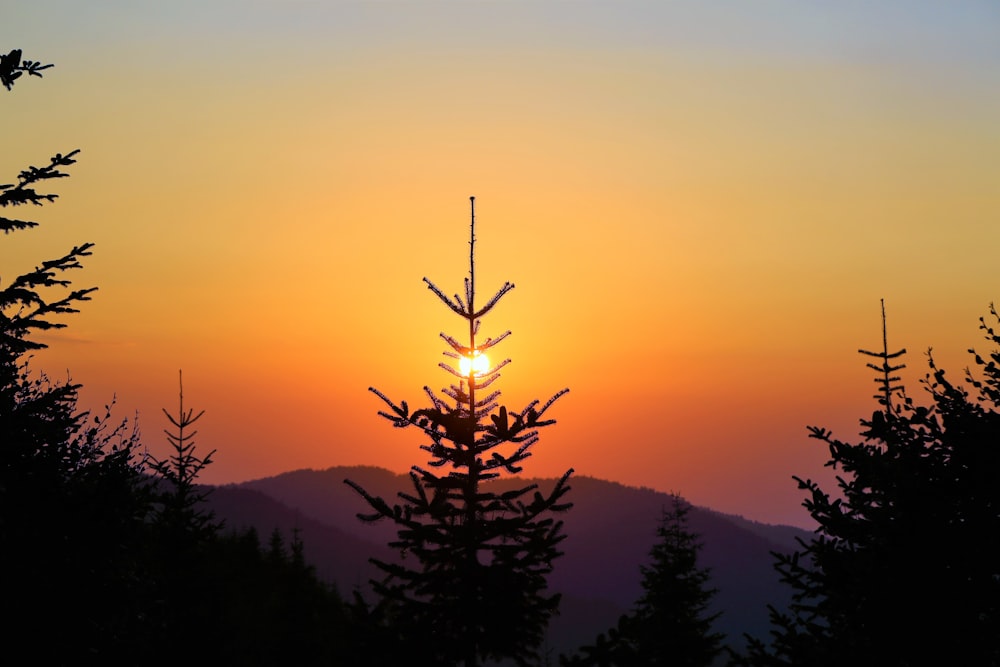 silhouette d’arbres au coucher du soleil
