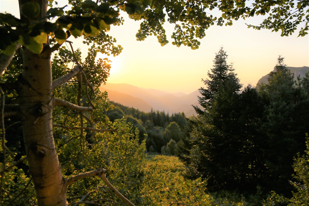 alberi verdi sulla montagna durante il giorno