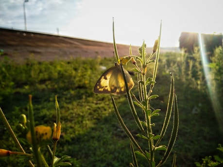 A close-up of a vibrant butterfly resting on a wildflower in a sunlit meadow.
