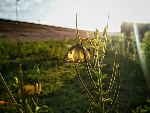 A serene close-up of a butterfly resting gently on a cross, bathed in soft morning light.
