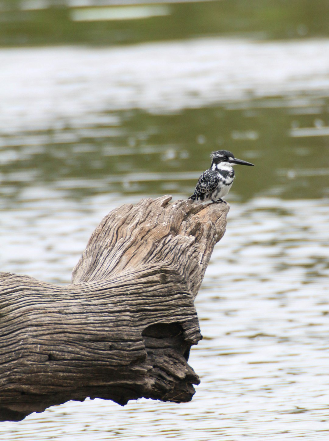 black and white bird on brown tree trunk
