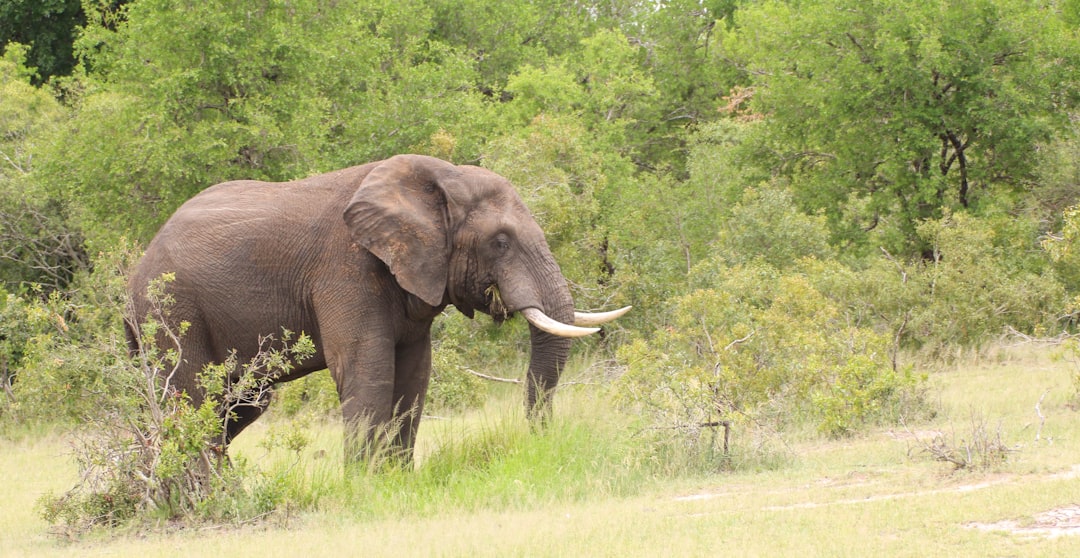 brown elephant on green grass field during daytime