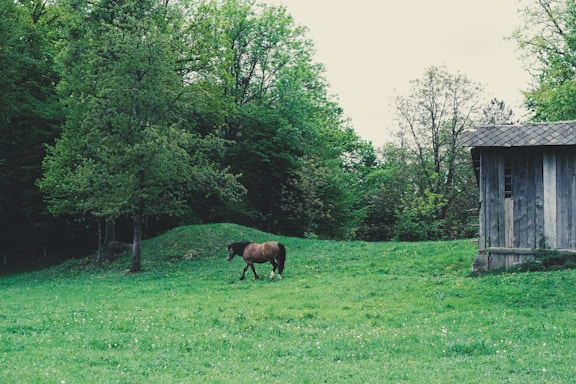 A serene countryside scene with soft slate blue skies and a delicate line-art horse motif blending into muted stone textures.