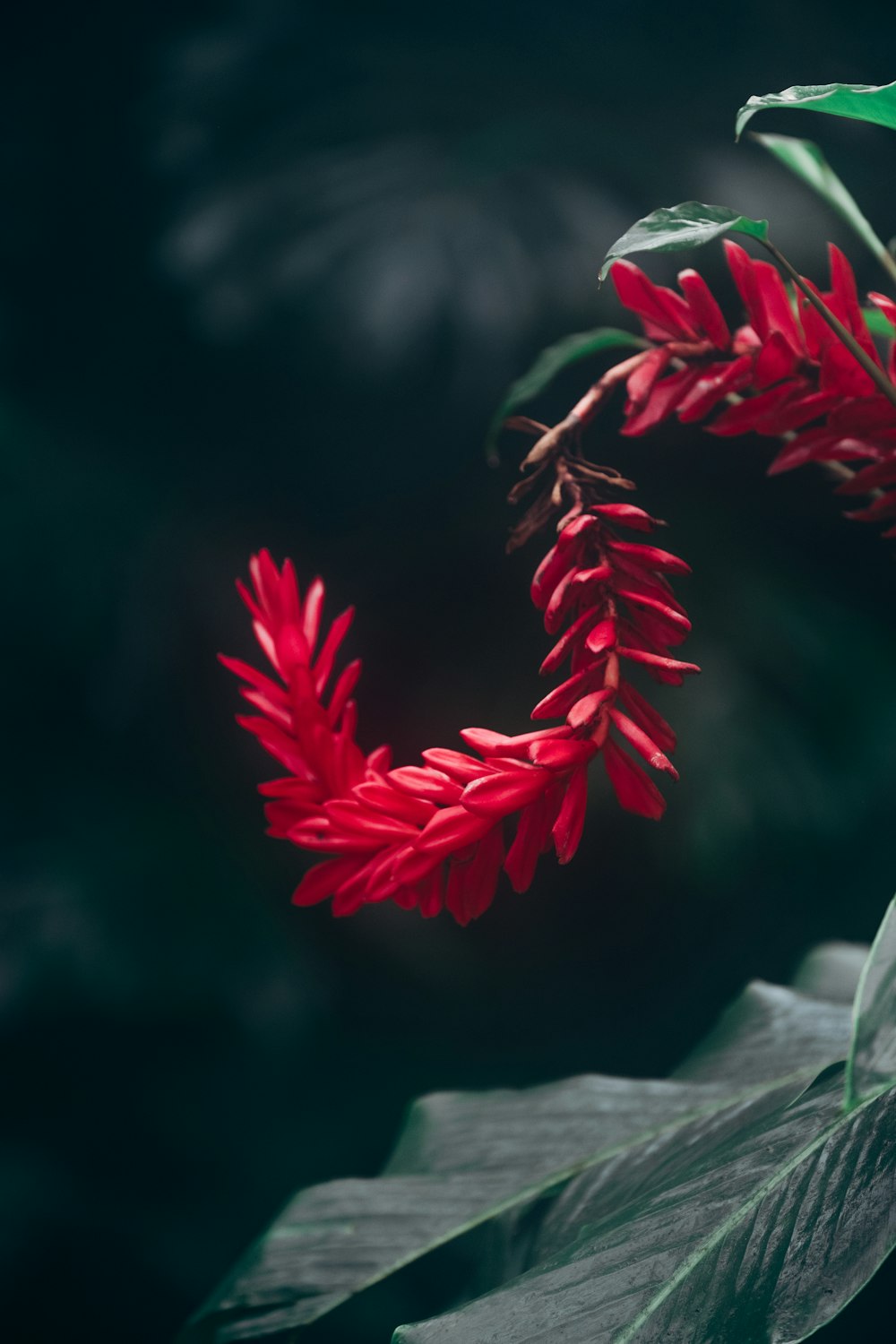 red and white flower in tilt shift lens