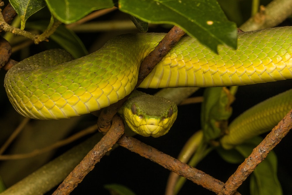 green snake on brown tree branch