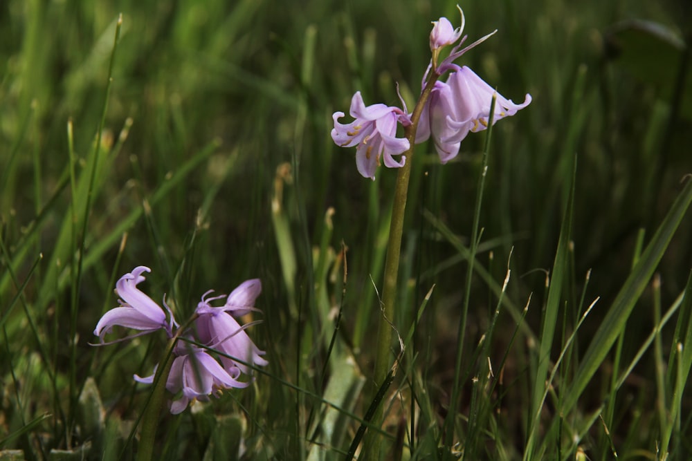 purple flower in green grass field during daytime