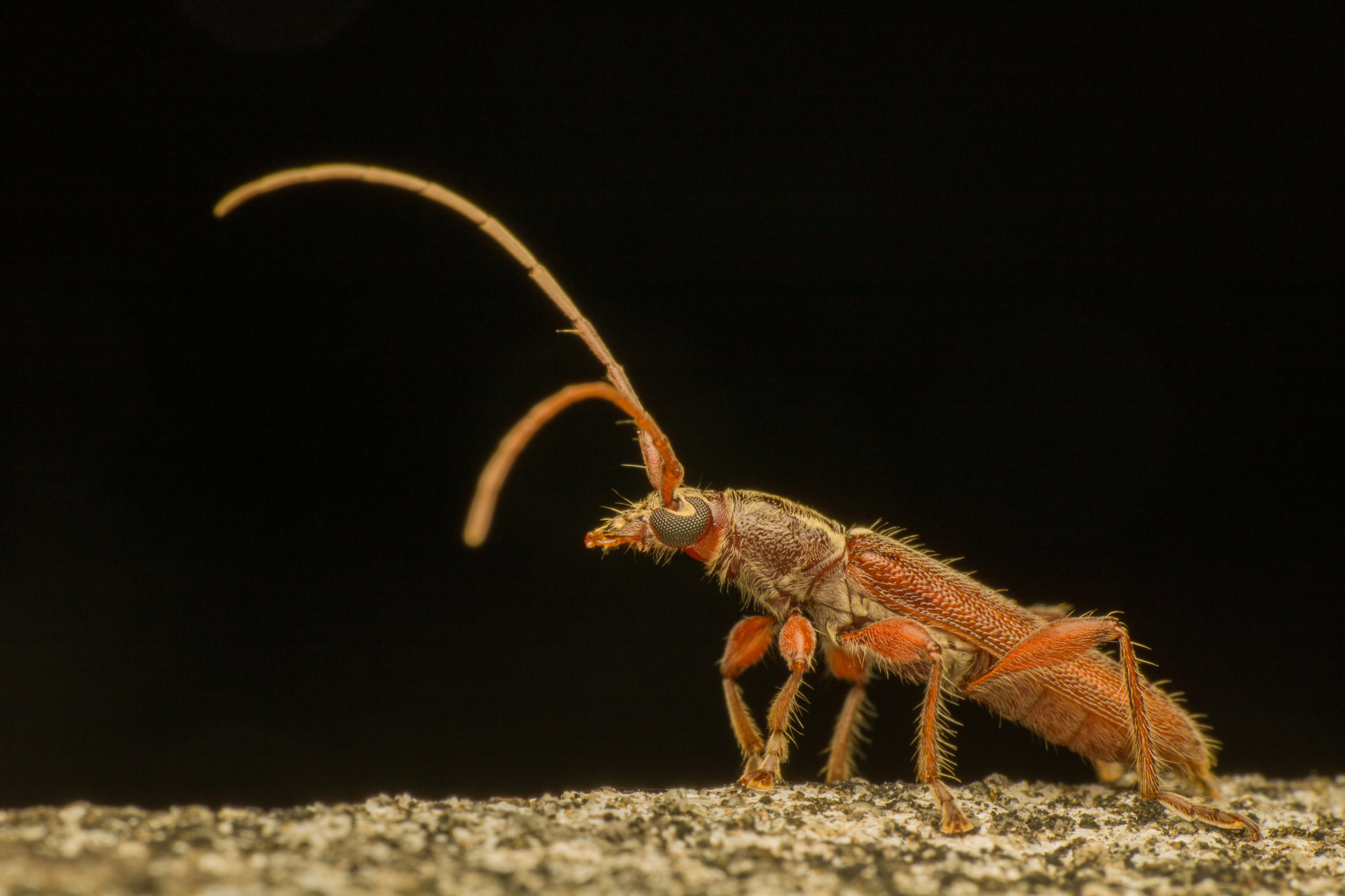 Pseudouroctonus apacheanus