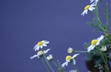 Several chamomile flowers with white petals and yellow centers are arranged aesthetically against a soft, muted blue background. The green stems and leaves provide a natural, delicate contrast.