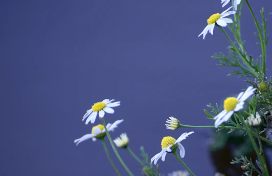 Close-up of delicate chamomile flowers bathed in soft natural light, resting on warm beige travertine stone.