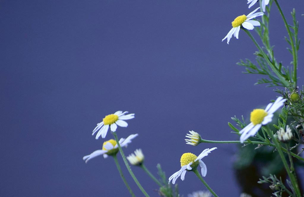 Organic Chamomile Flowers