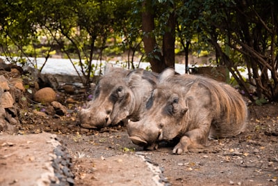 brown rhinoceros on brown soil ethiopia google meet background