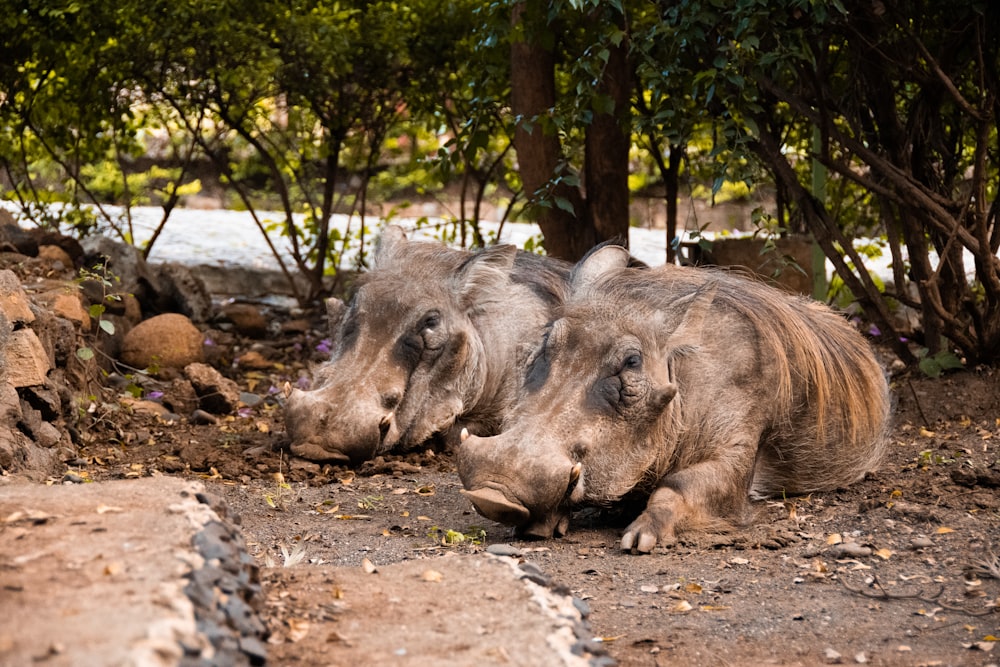 brown rhinoceros on brown soil