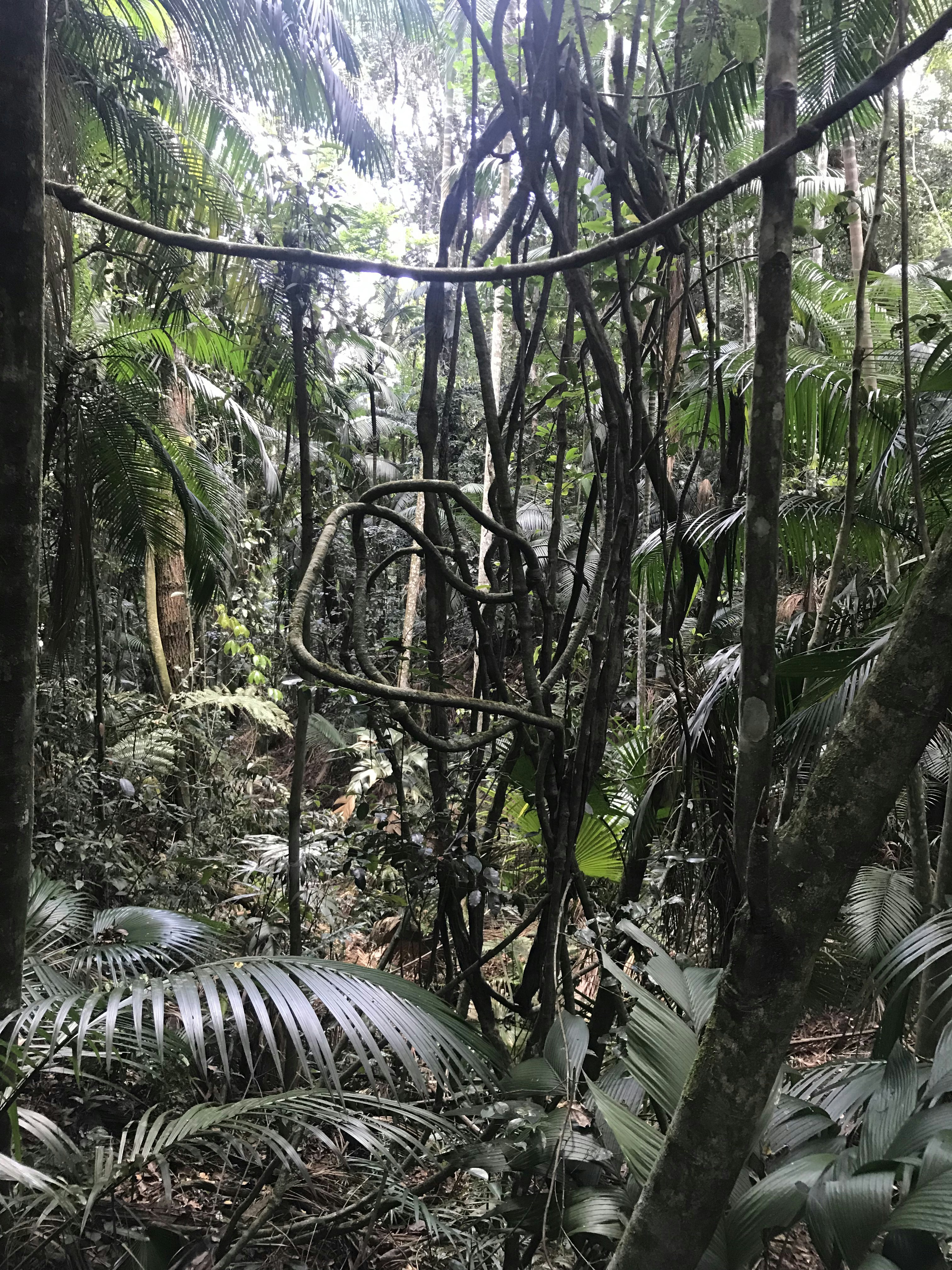 Brazil’s $125 Billion Forest Fund: A Partnership with the World Bank