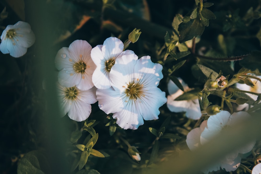 white flower with green leaves